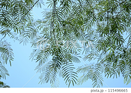 ネムノキ（合歓木）の葉っぱ 115496665