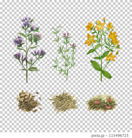 Set of watercolor illustrations. Meadow grass, hypericum, lungwort, oregano, herbal tea. All elements are hand painted in watercolor. Suitable for printing on packaging, menus, kitchens, textiles. Set of watercolor illustrations. Meadow grass, hypericum, lungwort, oregano, herbal tea. All elements are hand painted in watercolor. Suitable for printing on packaging, menus, kitchens, textiles. 115496725