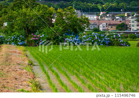 開成あじさいの里　田んぼの先に咲き誇る紫陽花 115496746