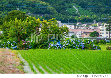開成あじさいの里 田んぼの先に咲き誇る紫陽花 開成あじさいの里 田んぼの先に咲き誇る紫陽花 115496747