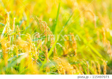 【秋素材】朝露をまとった稲穂【長野県】 【秋素材】朝露をまとった稲穂【長野県】 115497073