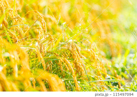 【秋素材】朝露をまとった稲穂【長野県】 115497094