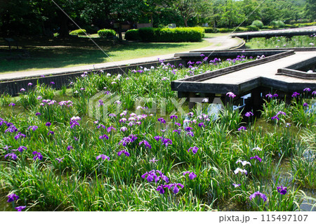 菖蒲園 菖蒲園 115497107