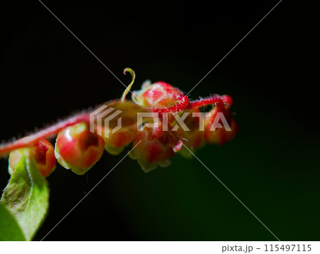 ツツジ科スノキ属ナツハゼの花 115497115