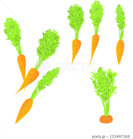 Several carrots with lush green tops. Vector illustration fresh carrots Several carrots with lush green tops. Vector illustration fresh carrots 115497168