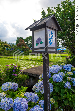 開成町あじさいまつり 紫陽花咲く里 開成町あじさいまつり 紫陽花咲く里 115497179