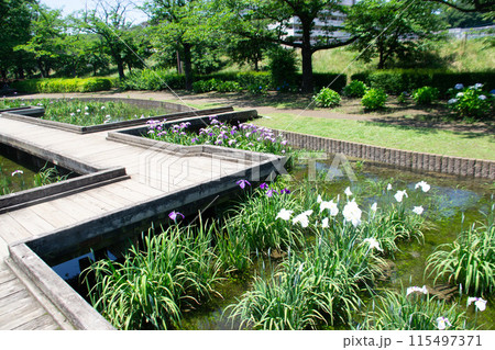 菖蒲園 115497371