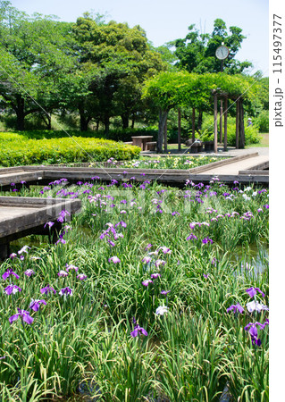 菖蒲園 菖蒲園 115497377