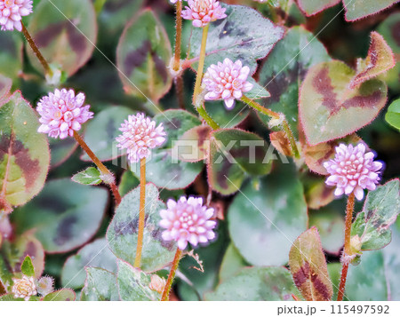 自生するヒメツルソバ(ぽんぽん草) 自生するヒメツルソバ(ぽんぽん草) 115497592