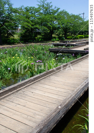 菖蒲園 115497635