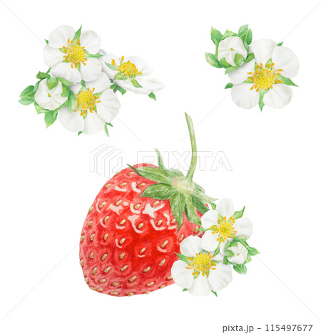 Red strawberry and white flowers hand drawn watercolor illustration. Collection of botanical realistic paintings. Berry clipart for restaurant, cafe menu, packaging of farm goods, vegan products 115497677