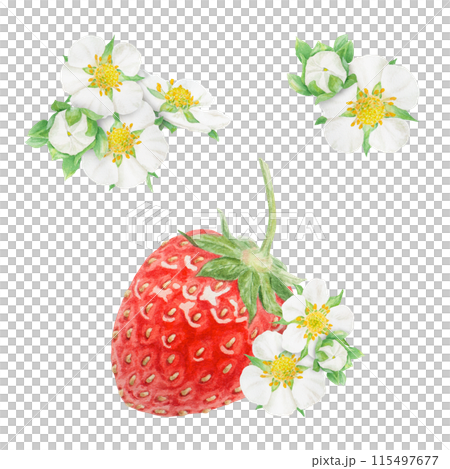 Red strawberry and white flowers hand drawn watercolor illustration. Collection of botanical realistic paintings. Berry clipart for restaurant, cafe menu, packaging of farm goods, vegan products 115497677