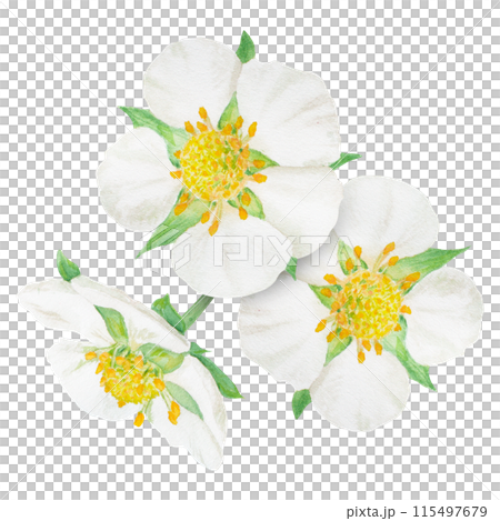 Strawberry white flowers bouquet hand drawn watercolor illustration. Food art, fresh botanical realistic painting. Summer blossom clipart for menu, packaging of farm goods, vegan, garden products 115497679