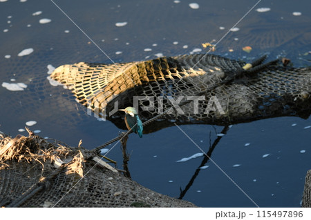 獲物を狙うカワセミ 115497896