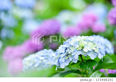 アジサイ　 115498191