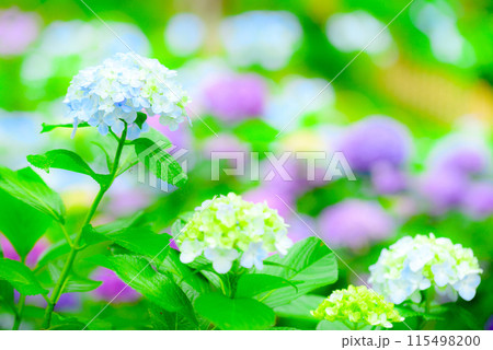 アジサイ アジサイ 115498200