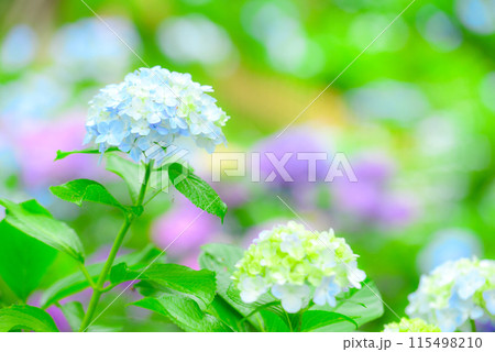 アジサイ　 115498210