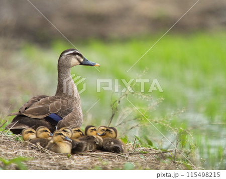 田んぼで餌を探すカルガモのヒナ 田んぼで餌を探すカルガモのヒナ 115498215