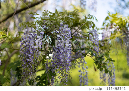 Selective focus of purple flowers Wisteria sinensis or Blue rain. Flowering Japanese Wisteria tree in garden. Beautiful outdoor floral background Selective focus of purple flowers Wisteria sinensis or Blue rain. Flowering Japanese Wisteria tree in garden. Beautiful outdoor floral background 115498541