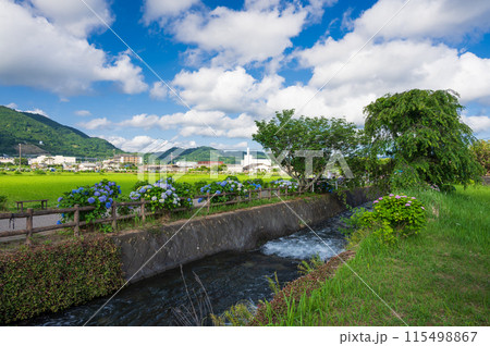 開成町の初夏　あじさいが咲く水路 115498867