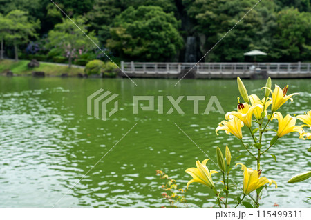 静岡県袋井市 可睡斎の池とゆり園 静岡県袋井市 可睡斎の池とゆり園 115499311