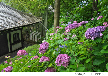 初夏 鎌倉長谷寺の紫陽花経蔵の斜面に咲き競う 115499482