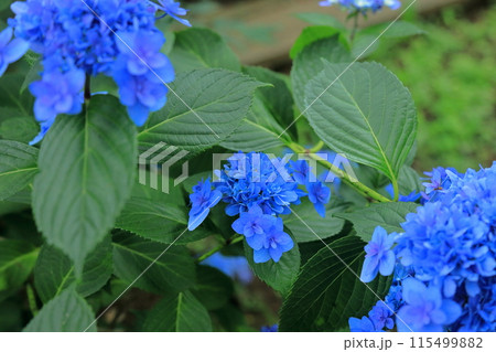 アジサイ 115499882