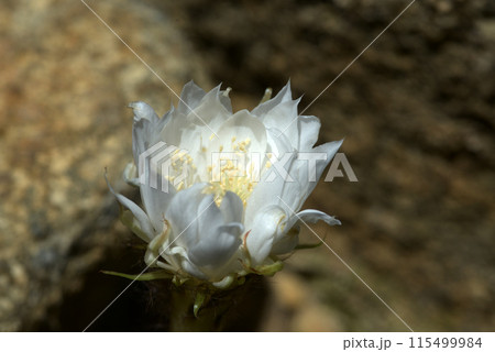 サボテンの花 サボテンの花 115499984