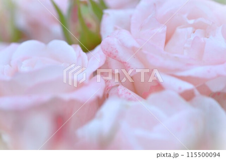 薔薇園にピンク色のバラの花が咲いています 薔薇園にピンク色のバラの花が咲いています 115500094