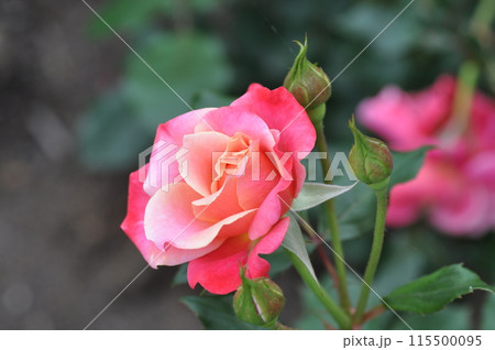 薔薇園にピンク色のバラの花が咲いています 115500095