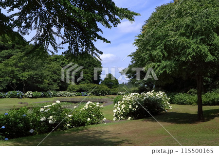 ロマンチック茨城（6月、白銀の紫陽花が咲き誇る。やすらぎの公園を散歩する。）小美玉市やすらぎの里小川 115500165