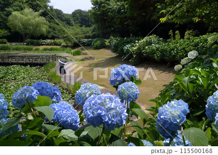 ロマンチック茨城(梅雨入り前の昼下り、聖女が一人紫陽花の園を楽しんでいた。)小美玉市やすらぎの里小川 ロマンチック茨城(梅雨入り前の昼下り、聖女が一人紫陽花の園を楽しんでいた。)小美玉市やすらぎの里小川 115500168