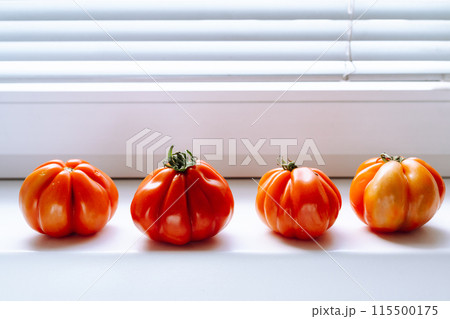 tomato fruits ripen in row on windowsill 115500175