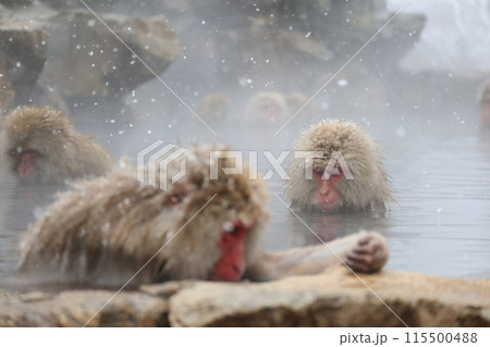 温泉に入る猿 温泉に入る猿 115500488