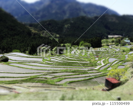 水が張られた棚田 水が張られた棚田 115500499