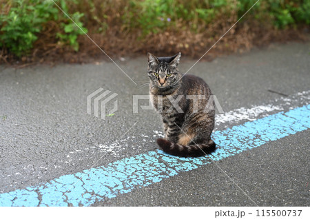 道端でお座りするとら猫 道端でお座りするとら猫 115500737