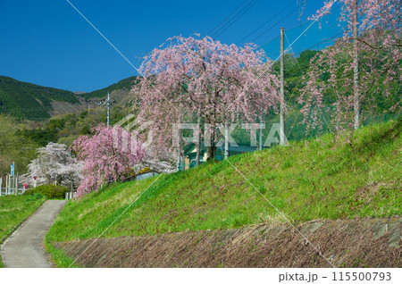 青空としだれ桜　中津川沿いの春 115500793