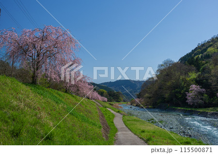 中津川沿いのしだれ桜　河原の桜並木 115500871