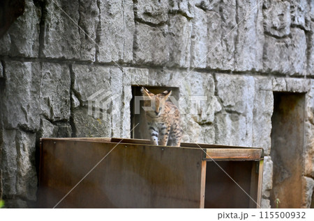 可愛い顔で見つめるサーバルキャットのこども・赤ちゃん　多摩動物公園 115500932