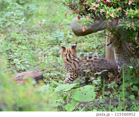 可愛い2頭のサーバルキャットのこども・赤ちゃん　多摩動物公園 115500952