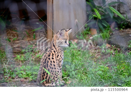 可愛いサーバルキャットのこども・赤ちゃん　多摩動物公園 115500964