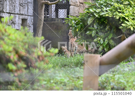 サーバルキャットの親子・こども・赤ちゃん 多摩動物公園 サーバルキャットの親子・こども・赤ちゃん 多摩動物公園 115501040