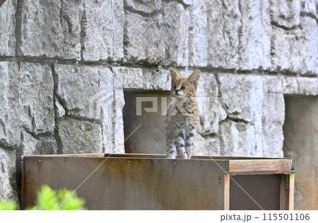 可愛すぎるサーバルキャットのこども・赤ちゃん 多摩動物公園 可愛すぎるサーバルキャットのこども・赤ちゃん 多摩動物公園 115501106