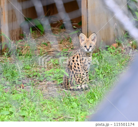 振り向くサーバルキャットのこども・赤ちゃん 多摩動物公園 振り向くサーバルキャットのこども・赤ちゃん 多摩動物公園 115501174