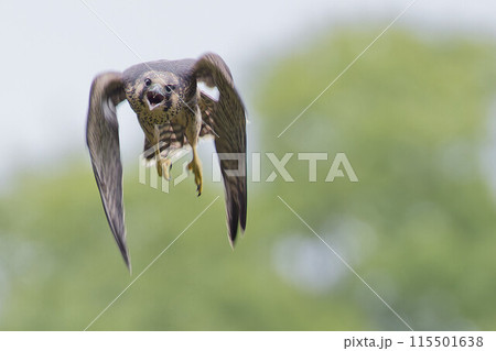 初めて飛行する巣立ちしたハヤブサ幼鳥 初めて飛行する巣立ちしたハヤブサ幼鳥 115501638