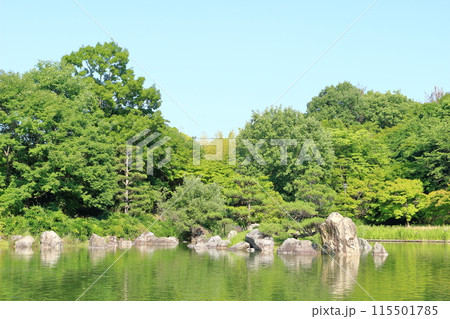 鮮やかな緑につつまれた公園の庭 鮮やかな緑につつまれた公園の庭 115501785