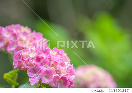 雨露に濡れる紫陽花 雨露に濡れる紫陽花 115501817