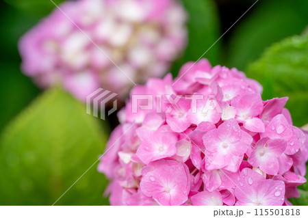 雨露に濡れる紫陽花 115501818