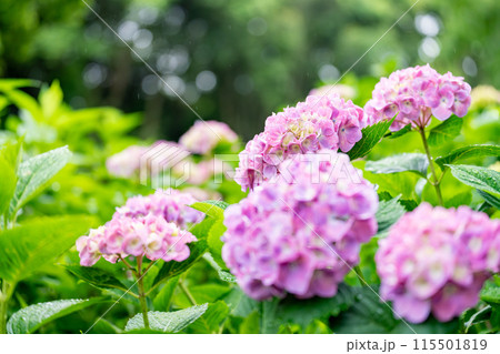 雨露に濡れる紫陽花 115501819