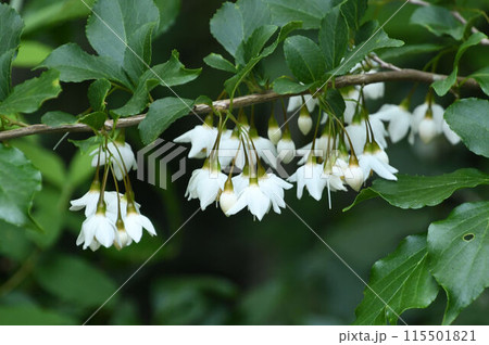 箕面で見た枝から垂れ下がって咲いている白色の花が並んでいる様子が綺麗なエゴノキ 箕面で見た枝から垂れ下がって咲いている白色の花が並んでいる様子が綺麗なエゴノキ 115501821